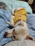 宠星记 宠物衣服 小型犬狗狗 小猫咪 冬季居家防飘毛 泰迪比熊雪纳瑞 白色特大号XXL 胸围46-50cm 实拍图