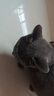 凯锐思高鲜肉无谷英短蓝猫专用猫粮幼猫成猫鲜肉冻干全价猫粮4斤 实拍图