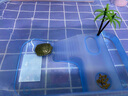 森森乌龟缸带晒台养龟用饲养盒 龟箱乌龟别墅水陆缸造景龟盆 养龟用品 ES龟缸裸缸蓝色小号25*17*11cm 实拍图
