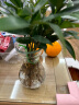 行湘竹柏水培驱蚊竹柏植物室内桌面绿植 竹柏（8-10棵）+风信子玻璃瓶 晒单实拍图