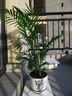看匠 散尾葵盆栽 凤尾竹室内客厅大型绿植袖珍椰子夏威夷盆景富贵叶子 高度50左右厘米5棵 不含盆 实拍图