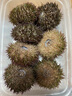 小平岛（xiaopingdao）马粪海胆1斤大连海胆新鲜生鲜水产刺身日料蒸蛋即食 马粪海胆500g（10-14个左右） 实拍图