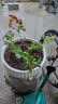 泰西丝爬藤月季花树苗阳台花卉庭院绿植四季浓香室内外蔷薇玫瑰源头直发 实拍图