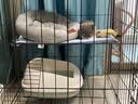 憨憨宠 猫笼 折叠猫笼子带厕所猫别墅幼猫成猫猫舍猫窝双层猫咪笼子 黑色850双层 实拍图