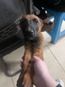 佰萃麦富迪 狗罐头 狗零食成犬幼犬 营养慕斯罐头 鸡肉&牛肉口味(375g×12罐) 实拍图