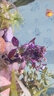 异景园鱼缸水族箱造景水榕沉木活体水草淡水无土植物后景真水草净水增氧 单头红波沉木 实拍图
