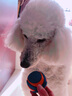 petmatePetmate狗狗玩具球耐咬泰迪金毛互动发声球宠物训练用品球 （发声球）中号1只装 实拍图
