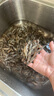 云映渔舟 微山湖淡水小河虾（活冻）生态新鲜青虾草虾醉虾鲜活清水小明虾 中号（4-6cm） 1000g(净重) 实拍图