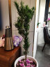 桃之美罗汉松树苗大树庭院盆栽造型树盆景老树桩小苗小叶雀舌大叶苗耐寒 罗汉松【1.5公分】带土球 实拍图