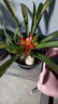 卉轩居白掌盆栽易活一帆风顺水培植物办公室内花卉绿植红掌水养四季开花 特级【白掌+鸿运当头】简易盆 含盆 实拍图