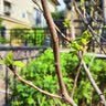 尔澜6公分粗嫁接脆甜柿子树苗露天种植耐寒柿子苗水果树苗木源头直发 实拍图