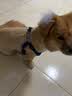 宠德多狗绳小型犬背带狗狗牵引绳狗绳子遛狗绳泰迪博美柯基 蓝色 M（18-30斤狗狗） 实拍图