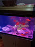 创海鱼缸玻璃长方形客厅家用小型桌面生态金鱼缸中型懒人免换水水族箱 60*30*47cm 单缸+柜子 大礼包 实拍图