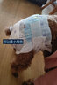 嬉皮狗狗狗尿不湿公狗纸尿裤超薄狗狗生理裤小型犬泰迪柯基金毛中大型犬 女宝XS（建议体重2-4斤） 实拍图