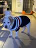 獒少保狗狗衣服 宠物衣服秋冬装  无袖中大型犬毛衣 金毛萨摩边狗毛衣 蓝色 20码胸围40-46适合20-40斤狗狗 实拍图