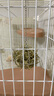 jolly pet products龙猫木窝小屋房子跳板兔子踏板磨牙串咬木串固定悬挂木窝木制品 电镀装草球小号兔子龙猫 实拍图