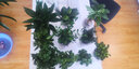 锦枫水培花卉盆栽 办公室水培绿植花卉盆栽玻璃花盆 幸福树 含盆栽好 实拍图
