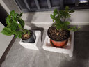 绣球花苗带花苞老桩盆栽花卉植物室内花庭院四季长开 蓝海 3年苗当年开花 实拍图
