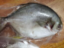 翔泰 冷冻二去金鲳鱼1kg 2条礼盒 生鲜鱼类 深海鱼 海鲜水产 实拍图