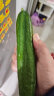 京百味 山东农特产 水果黄瓜 750g 简装 新鲜蔬菜 实拍图