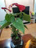 白掌盆栽植物室内花卉水培一帆风顺大盆水养绿植 特级红掌【玻璃方缸+陶粒】 含盆 实拍图