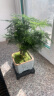 幼薇文竹盆栽植物室内绿化四季迷你办公室绿植摆件桌面好养创意小盆景 文竹+祥瑞狮陶瓷盆+方形底盘 带盆栽好 实拍图