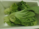 柏馋【现货】新鲜芥菜 大叶青菜 大苦菜可做酸菜 当季蔬菜 5斤净重新鲜采摘 实拍图