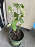 萌肉居龙吐珠盆栽绿植花卉观花植物带花苞植物/龙吐珠+加仑盆源头直发 实拍图