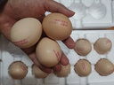 葛溪正太年货鲜鸡蛋 无激无抗 早餐 营养鸡蛋  农场直供10枚/45-50g/枚 实拍图