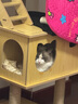 MinkSheen猫爬架【加粗加高款】大型猫窝猫爬架夏天宠物猫玩具猫抓板猫跳台 1.73米木制双窝太空舱款 实拍图