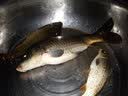 一味 钓鱼小药鲫鱼饵料野钓鲤鱼诱鱼剂配方四季打窝料鱼食小药添加剂 一味小药 大物 实拍图