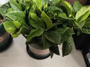 通用浓缩型植物营养液绿色复活液体肥料有机花肥复合肥多肉花卉 买2 送1【到手3瓶】 实拍图