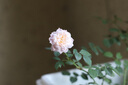 清韵伊人 月季花树苗爬藤当年开花月季花苗特大花盆栽地载庭院蔷薇 铃之妖精【不爬藤】 实拍图