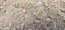 简雪进口草坪种子草籽矮生四季青庭院绿化四季常青护坡免修剪草种子 剪股颖种子1斤 实拍图
