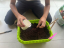 漫生活 家庭种植盆9件套(带种子) DIY儿童趣味种植套装营养土花土肥料花盆种菜种花水壶铲子幼儿园亲子活动 实拍图