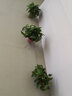 九千谷绿萝盆栽植物花卉净化空气绿植大盆景红色吸水8盆源头直发 实拍图