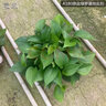 思兰绿萝盆栽大盆景室内新房吸除甲醛鲜活绿植物花卉长藤大叶绿箩批发 180大纯白盆储水绿萝【4盆】10肥 实拍图