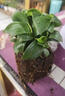 鹿凌青大叶金钻大叶金钻盆栽室内绿公主土培吸甲醛净化空气绿植四季常青 绿公主幼小苗【2.5公分】 【不含盆】原土发货+肥料 实拍图