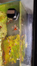 小米（MI）智能鱼缸小型水族箱语音遥控APP定时喂食智能联动生态过滤 米家智能鱼缸滤芯 实拍图