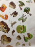 幼儿动物认知启蒙贴纸书：爬行动物和两栖动物 实拍图