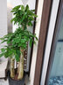 Only you【两小时达】发财树大型盆栽绿植花卉室内客厅办公室开业乔迁送礼 富贵竹笼 实拍图