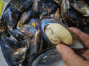 柒岛海捕大青口贝鲜活特大海虹淡菜新鲜冷冻海鲜贻贝青口贝水产 10斤(净重)  鲜活海鲜会吐水 实拍图