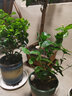 绿之妙圆叶正宗虎头茉莉花盆栽室内浓香花卉重瓣老桩带花苞四季开花植物 实拍图