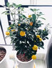 临雅金桔树盆栽可食用带果脆皮四季树苗客厅室内外驱蚊绿植物源头直发 实拍图
