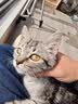 【空运 次日达】44l猫腹传针剂油剂干性湿性腹水腹膜炎可口服片剂 新款加强【10送2】20mg 6ml*12支 实拍图