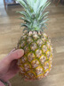鲜武士海南凤梨金钻凤梨大果菠萝手撕无眼脆甜新鲜热带水果 金钻凤梨大果9斤装 实拍图