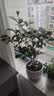 开时果 四季桂花树苗盆栽老桩浓香型花卉 室内植物客厅阳台好养绿植盆景 【家居点缀】精品桂花/40-50cm+不规则瓷盆 基地直发 实拍图