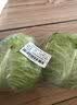 京百味日日鲜 球生菜450g 实拍图