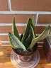 萌肉居金边虎皮兰盆栽虎尾兰耐旱桌面绿植花卉金边虎皮兰原盆源头直发 实拍图
