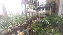 奥克斯（AUX）落地式上加水工业级加湿器14.5L大容量落地式商用型超市保鲜多用途大雾量加湿器 遥控智能恒湿版 实拍图